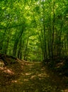 Slovenian woods with a lot of leafy vegetation at summer