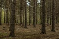 Dense barren pine tree trunks