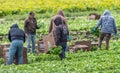 Immigrant farm workers working on farm.