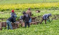Immigrant farm workers working on farm. Royalty Free Stock Photo