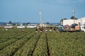 Immigrant migrant seasonal workers picking strawberries