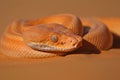 Imminent peril desert viper poised to strike in the arid wilderness, danger lurking