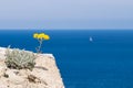 An Immortelle flower overlooking the sea in Corsica Royalty Free Stock Photo