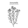 Immortelle Helichrysum arenarium, or dwarf everlast , medicinal plant Royalty Free Stock Photo