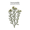 Immortelle Helichrysum arenarium, or dwarf everlast , medicinal plant