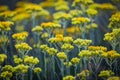 Immortelle yellow flowers closeup. Helichrysum arenarium or dwarf everlast flower Royalty Free Stock Photo