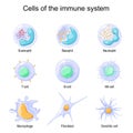Cells of the immune system. White blood cells or leukocytes
