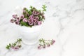 Immune Boosting Thyme Herb for Good Health