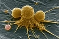 immune cells attack cancer cells, T-cells attacking cancer