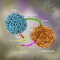 Immune checkpoint inhibitors in cancer treatment Royalty Free Stock Photo