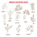 Immune enhancing herbs