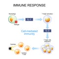 Immune response. Cell-mediated immunity Royalty Free Stock Photo