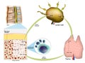 Immune response. Red bone marrow, Thymus and Lymph node. Production of lymphocytes. Maturation of T lymphocytes or B