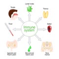 Immune system. Organs and function