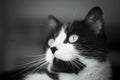 Immunodeficient black and white cat portrait Royalty Free Stock Photo