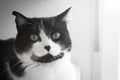 Immunodeficient black and white cat portrait