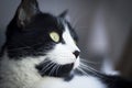 Immunodeficient black and white cat portrait