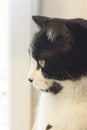 Immunodeficient black and white cat portrait Royalty Free Stock Photo
