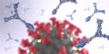 Immunoglobulin or antibody proteins attack a corona virus pathogen cell