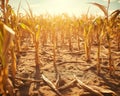 an impact on agriculture from the dry spell in a cornfield.