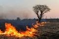 The impact of forest fires and farmers` gardens on fires causes toxic smog, drought, and wildlife death