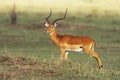 Impala Royalty Free Stock Photo