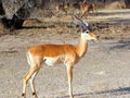 Impala Royalty Free Stock Photo