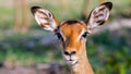 Big eyes of an antelope. Royalty Free Stock Photo