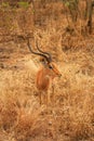 Impala Royalty Free Stock Photo