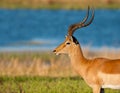 Impala Royalty Free Stock Photo