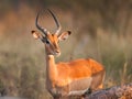 Impala Royalty Free Stock Photo