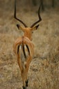 Impala Royalty Free Stock Photo