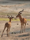 Impala (Aepyceros melampus) Royalty Free Stock Photo