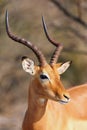 The impala Aepyceros melampus, adult male portrait. Head of the impala Royalty Free Stock Photo