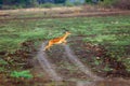 Impala Aepyceros melampus antelope jumping over bushes Royalty Free Stock Photo