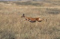 Impala, aepyceros melampus, Female running through Savannah, Masai Mara Park in Kenya Royalty Free Stock Photo