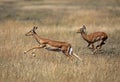 Impala, aepyceros melampus, Female running through Savannah, Masai Mara Park in Kenya Royalty Free Stock Photo