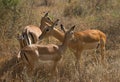 impala, impala, Aepyceros melampus