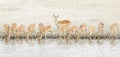 Impala Aepyceros melampus herd drinking at waterhole