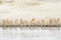 Impala Aepyceros melampus herd drinking at waterhole