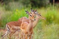 The impala Aepyceros melampus a herd of females in the morning light.Antelope female portrait Royalty Free Stock Photo