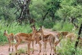 Impala [ Aepyceros melampus ]