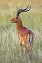 The impala Aepyceros melampus huge male in the grass. Large male in the last light in the bright grass with his head turned to