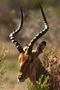 A impala Aepyceros melampus huge male hiden in high dry grass Royalty Free Stock Photo
