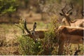 A impala Aepyceros melampus huge male in high dry grass fighting with a bush Royalty Free Stock Photo