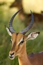 A impala Aepyceros melampus huge male portrait calmly staying dry savannah Royalty Free Stock Photo