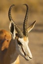 A impala Aepyceros melampus huge male portrait calmly staying dry savannah Royalty Free Stock Photo