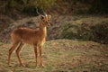 The impala Aepyceros melampus huge male. Royalty Free Stock Photo