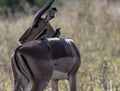 Impala Aepyceros melampus