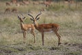 IMPALA aepyceros melampus